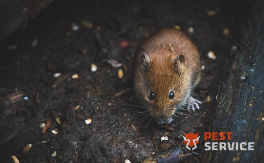 Дератизация в Клинцах